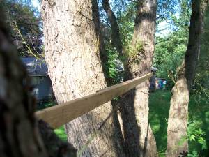 A straight board tacked temporarily in the tree is a great way to get a sense of platform height. Mark two points and use them to help map the exact location of the trunks. That will let you draw an accurate plan for your treehouse platform.